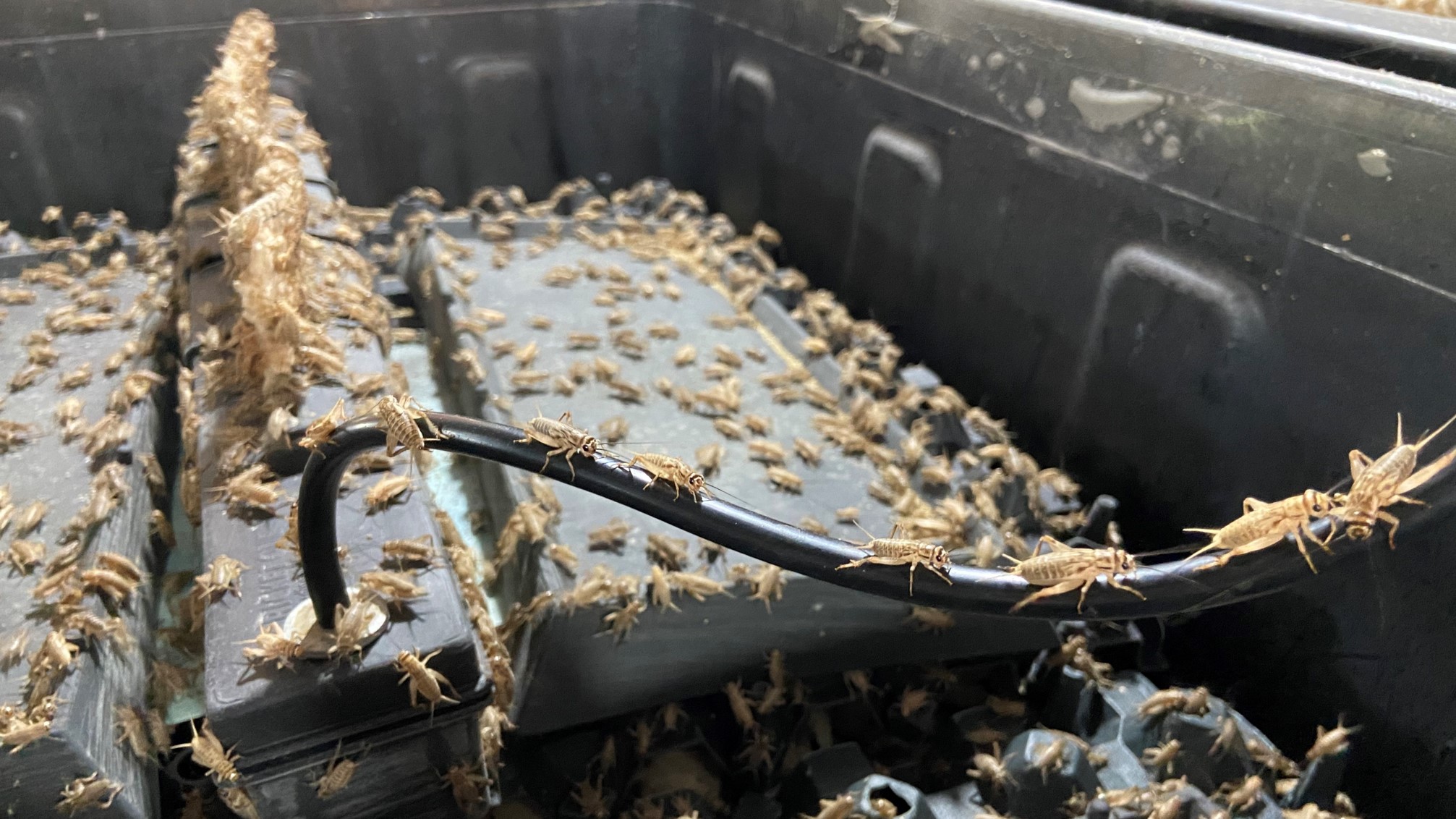 Cricket One, l'entreprise de grillons vietnamiens qui défie les